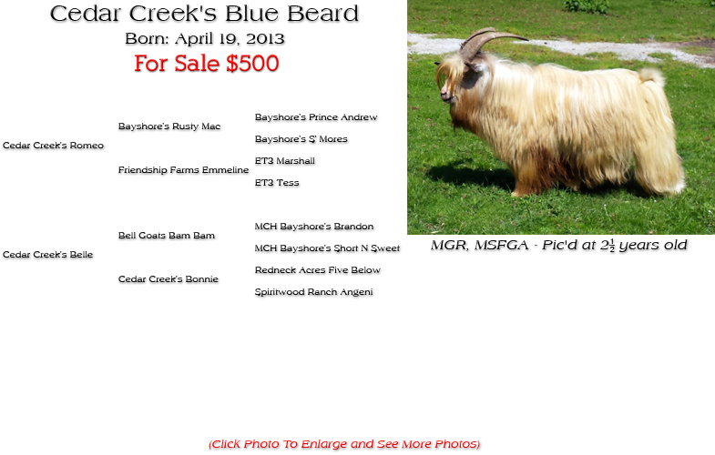 Silky Buck - Cedar Creek's Blue Beard