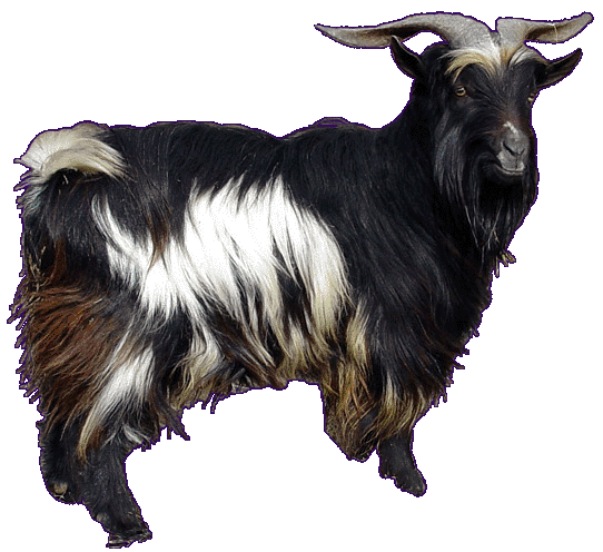 Cedar Creek Fainters, Miniature Silky Fainting Goats - Five Below