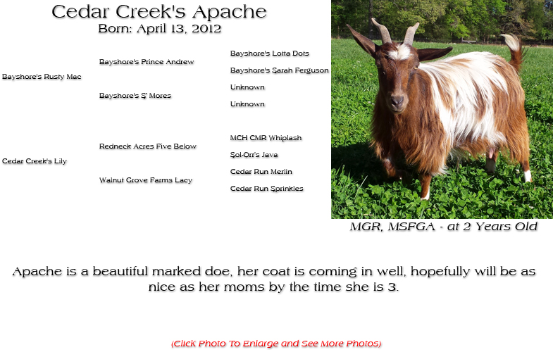 Silky Doe - Cedar Creek's Apache - Apache is a beautiful marked doe, her coat is coming in well, hopefully will be as
nice as her moms by the time she is 3.