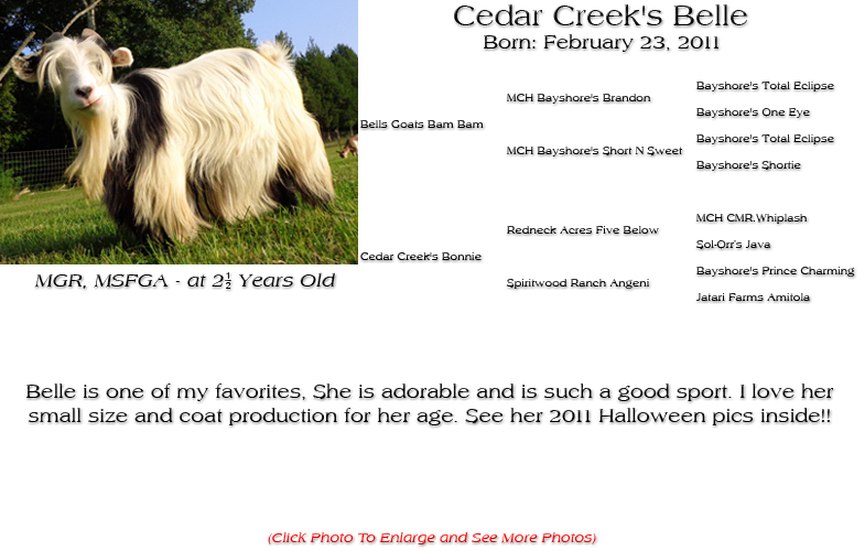 Silky Doe - Cedar Creek's Belle - Belle is one of my favorites, She is adorable and is such a good sport. I love her
small size and coat production for her age. See her 2011 Halloween pics inside!!