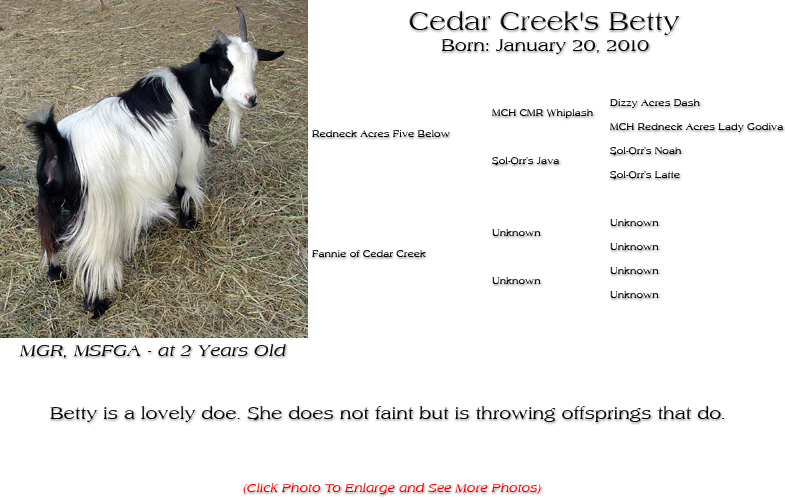 Silky Doe - Cedar Creek's Betty - Betty is a lovely doe. She does not faint but is throwing offsprings that do.