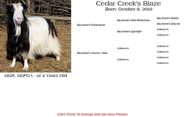 Silky Doe - Cedar Creek's Blaze