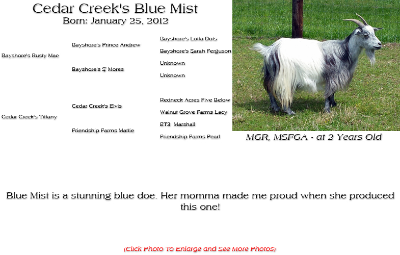 Silky Doe - Cedar Creek's Blue Mist - Blue Mist is a stunning blue doe. Her momma made me proud when she produced this one!
