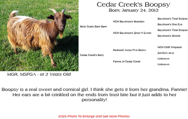 Silky Doe - Cedar Creek's Boopsy - Boopsy is a real sweet and comical girl. I think she gets it from her grandma, Fannie!
Her ears are a bit crinkled on the ends from frost bite but it just adds to her
personality!