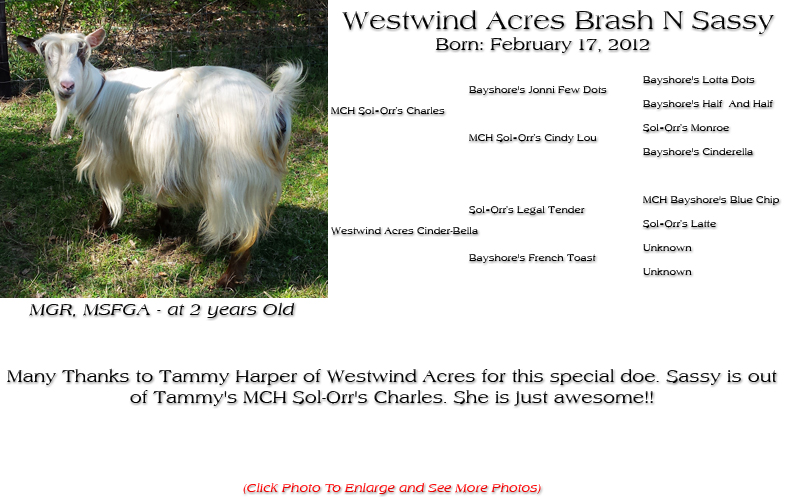 Silky Doe - Westwind Acres Brash N Sassy - Many Thanks to Tammy Harper of Westwind Acres for this special doe. Sassy is out of Tammy's MCH Sol-Orr's Charles. She is just awesome!!