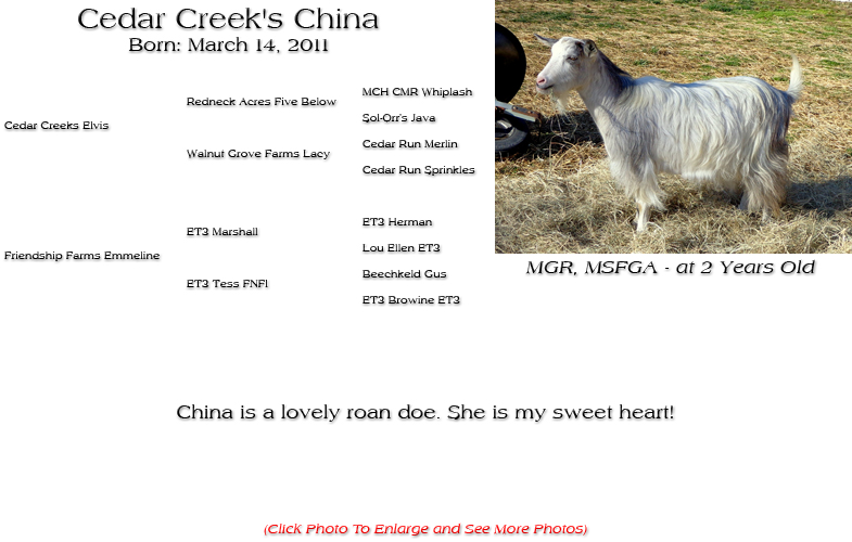 Silky Doe - Cedar Creek's China - China is a lovely roan doe. She is my sweet heart!