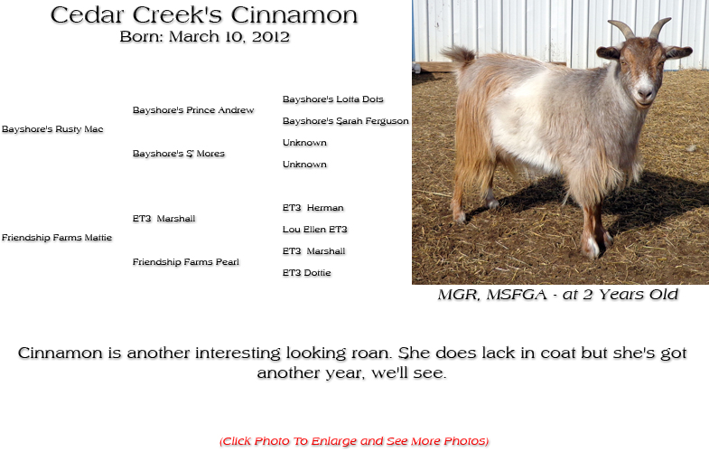 Silky Doe - Cedar Creek's Cinnamon - Cinnamon is another interesting looking roan. She does lack in coat but she's got another year, we'll see.