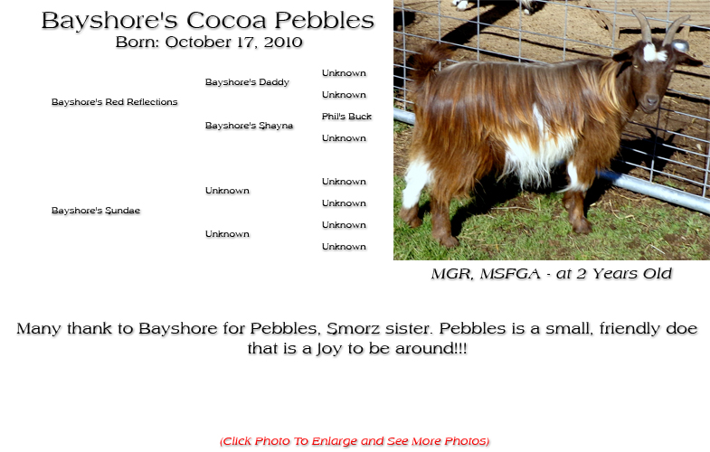 Silky Doe - Bayshore's Cocoa Pebbles - Many thank to Bayshore for Pebbles, Smorz sister. Pebbles is a small, friendly doe
that is a joy to be around!!!