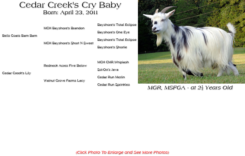 Silky Doe - Cedar Creek's Cry Baby