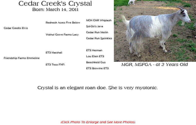Silky Doe - Cedar Creek's Crystal - Crystal is an elegant roan doe. She is very myotonic.