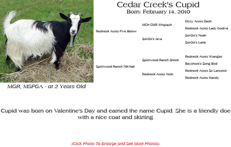 Silky Doe - Cedar Creek's Cupid - Cupid was born on Valentine's Day and earned the name Cupid. She is a friendly doe
with a nice coat and skirting.