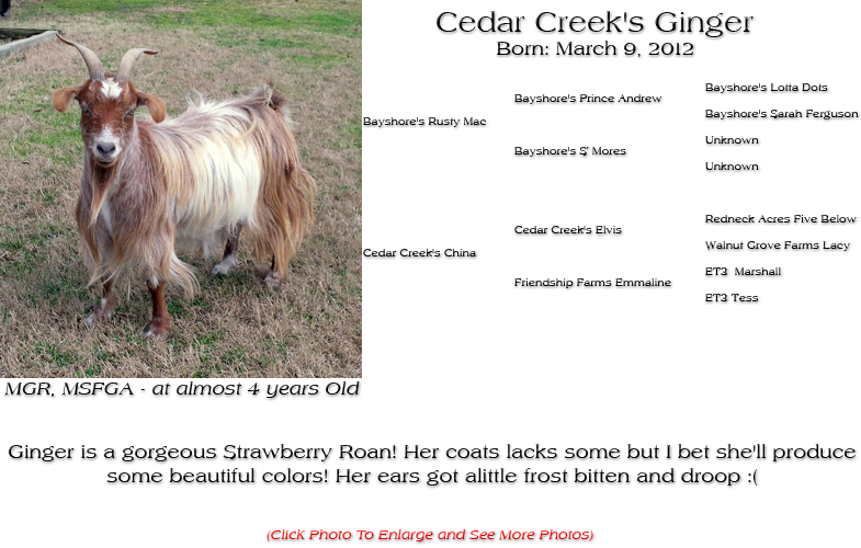 Silky Doe - Cedar Creek's Ginger - Ginger is a gorgeous Strawberry Roan! Her coats lacks some but I bet she'll produce some beautiful colors! Her ears got alittle frost bitten and droop :(