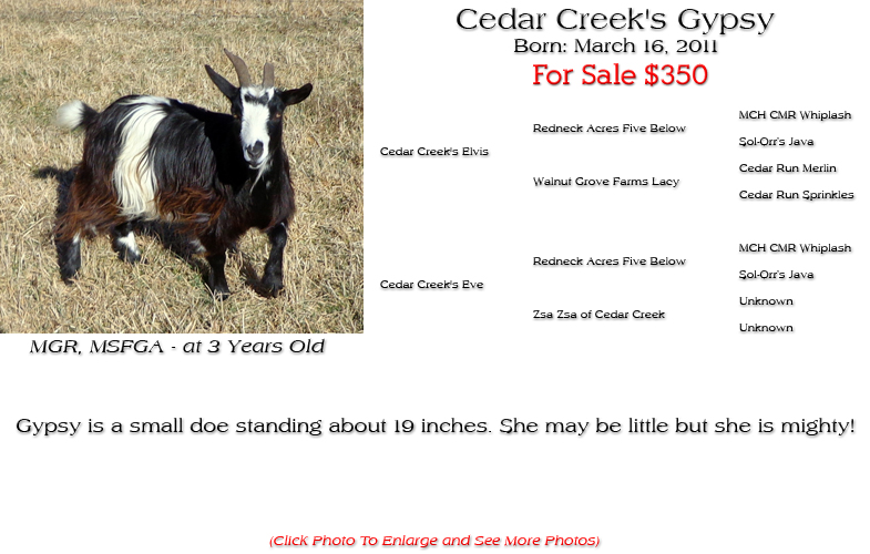 Silky Doe - Cedar Creek's Gypsy - Gypsy is a small doe standing about 19 inches. She may be little but she is mighty!
