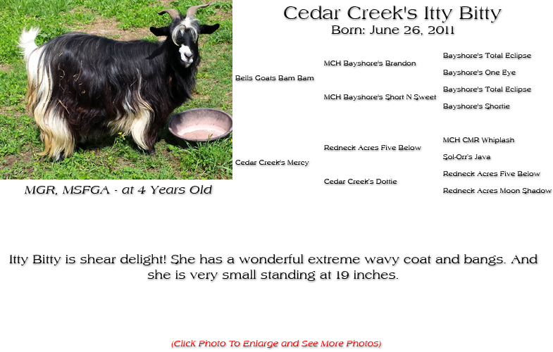 Silky Doe - Cedar Creek's Itty Bitty - Itty Bitty is shear delight! She has a wonderful extreme wavy coat and bangs. And she is very small standing at 19 inches.