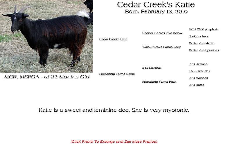 Silky Doe - Cedar Creek's Katie - Katie is a sweet and feminine doe. She is very myotonic.
