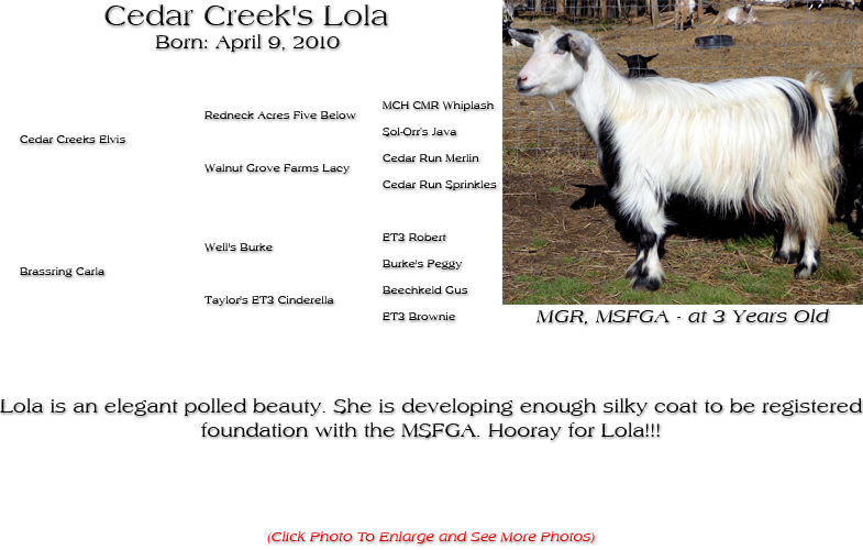 Silky Doe - Cedar Creek's Lola - Lola is an elegant polled beauty. She is developing enough silky coat to be registered foundation with the MSFGA. Hooray for Lola!!!