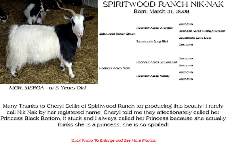 Silky Doe - SPIRITWOOD RANCH NIK-NAK - Many Thanks to Cheryl Sellin of Spiritwood Ranch for producing this beauty! I rarely call Nik Nak by her registered name, Cheryl told me they affectionately called her Princess Black Bottom, it stuck and I always called her Princess because she actually thinks she is a princess, she is so spoiled!