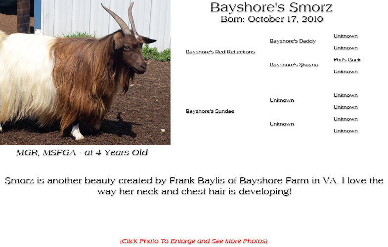 Silky Doe - Bayshore's Smorz - Smorz is another beauty created by Frank Baylis of Bayshore Farm in VA. I love the way her neck and chest hair is developing!
