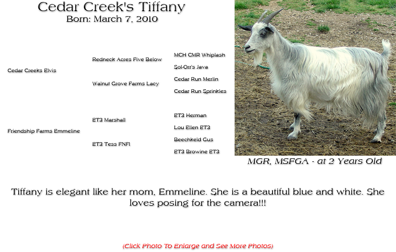 Silky Doe - Cedar Creek's Tiffany - Tiffany is elegant like her mom, Emmeline. She is a beautiful blue and white. She loves posing for the camera!!!